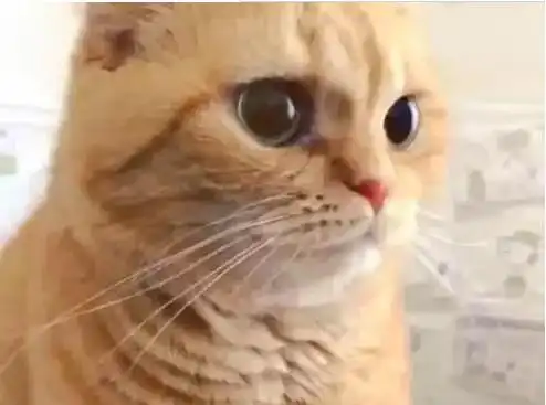 主人偷拍橘猫拉粑粑,感觉它的每根胡子都在用力,小表情太逗了
