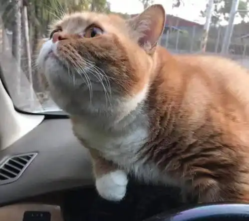 第一次带橘猫出门,车都开出去老半天,但橘猫的心情却没平复下来
