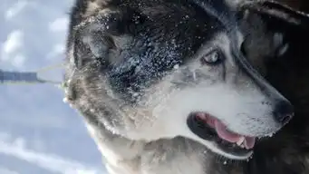 雪犬
