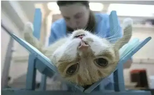 想问一下养猫的朋友,你们家的猫咪都绝育了吗
