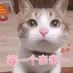 表情包丨来一组超萌的猫咪表情

