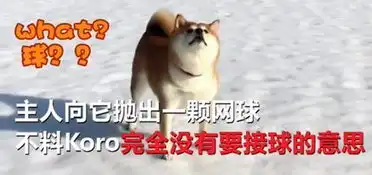 胖柴犬微笑闭眼上演用脸接球,网友一只懒洋洋的表情包
