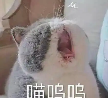 宠医提醒猫咪生病,很可能会出现这几个异常变化别不当回事
