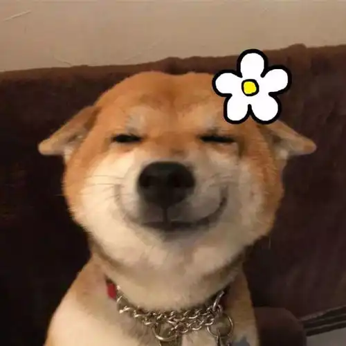 头像合集以梦为马,不负韶华
