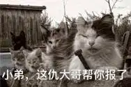 猫咪老大听说是你在搞事表情包我来看看哪个辣鸡在搞事猫咪表情包下载乐游网游戏下载
