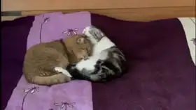奇葩睡姿,看把孩子困的
