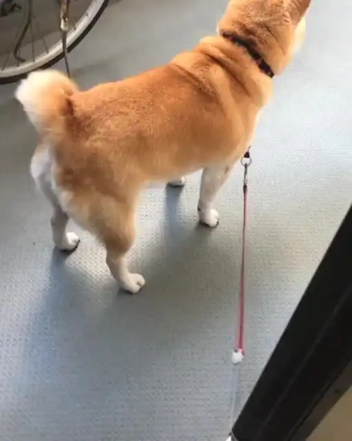 这是看见谁了宠物汪星人表情包日本柴犬柴犬
