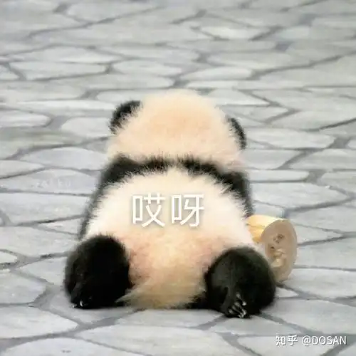 熊猫3生活不易猫猫叹气
