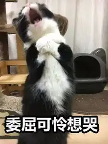 主人说了偷吃罐罐被发现的猫几句后,它的反应,让人笑喷了...
