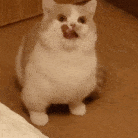 猫猫表情包第十六弹
