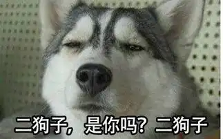 来一波宠物届行走的表情包,其实都是二傻子
