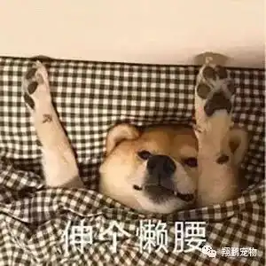 狗狗一点盐都不能碰别听信谣言了真相在这里
