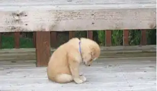 实拍狗子们犯错后的表情,二哈最贼,金毛最有诚意
