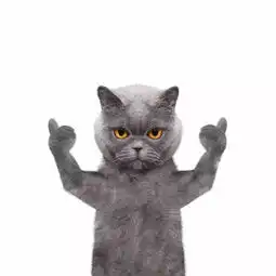 猫咪给你点了个赞
