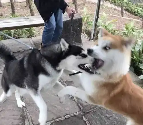 哈士奇跟柴犬干上了,一大波表情包正在袭来,笑死人啦
