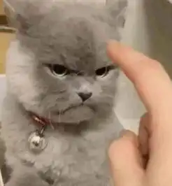 铲屎官假装训斥蓝猫,被它那滑稽的表情萌出血,真是只表情帝
