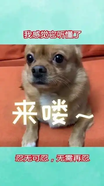 狗子好像听懂了你在骂它,表情逐渐失控了
