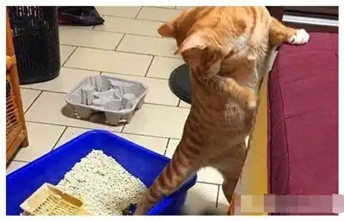 这只橘猫不走寻常路,上厕所非要站着上,拉到地上后表情亮了