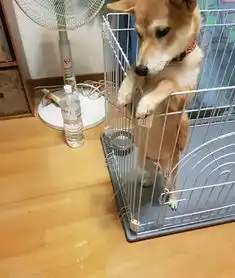 柴犬才是汪星界表情包鼻祖,就是二哈也得服
