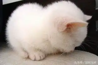 猫咪易患四大传染病之一弓形虫病
