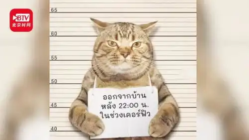 泰国猫猫因违反外出禁令被逮捕还被要求举着牌子拍摄标准罪犯照
