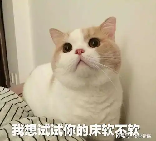 猫咪这些行为,是它生活幸福的证据
