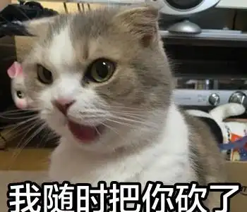 不能给猫吃山珍海味,我就不配养猫吗
