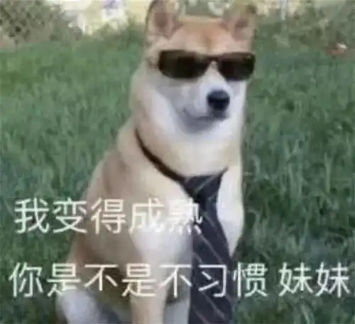 乘风破浪的狗狗
