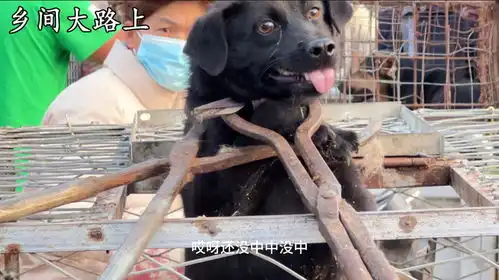 咬人土狗被双铁夹子钳脖子,无情扔进狗肉笼,这表情对人彻底绝望
