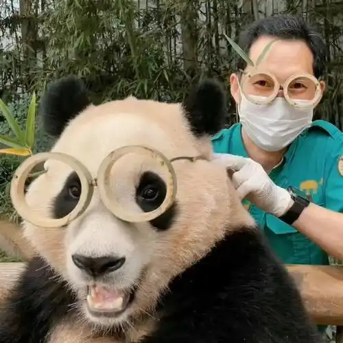 快来看韩国网友收集的爱宝乐园最可爱的熊猫宝宝福宝美照
