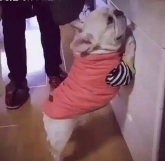 法斗犬犯错被主人罚站打屁股,紧张的小表情笑死人了
