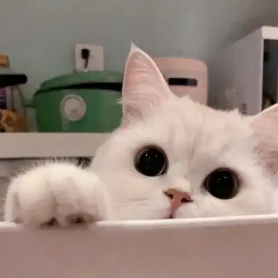 小猫咪能有什么坏心思呢
