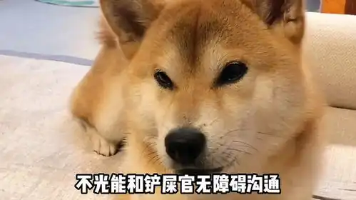 柴犬小铁,靠会讲中英文涨粉80万,多亏铲屎官给它包的饺子
