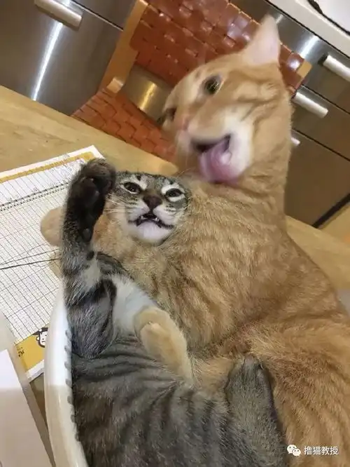 推主拍到自家两只猫相亲相爱的火热画面,感觉狸花猫要哭了
