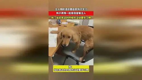 主人喝醉酒非要自家狗子学习,狗子表情一脸委屈望着主人,狗当初来这的时候也没说要学习啊
