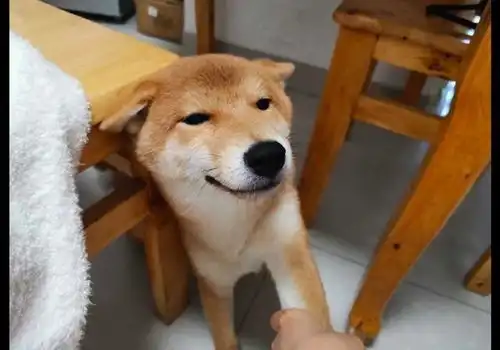 主人教育犯错的柴犬,但看到它的表情,好想打它呢
