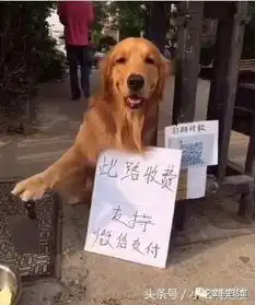 金毛在小区门口乞讨,路人走近一看牌子的字,相继笑出了表情包
