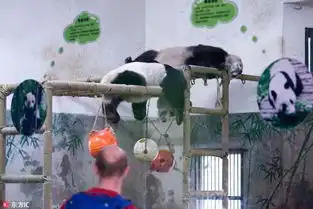 大熊猫瘫pk北京瘫
