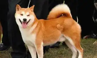同样是土狗,一只上千元,另一只白送人都不要
