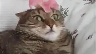 沙雕狗子
