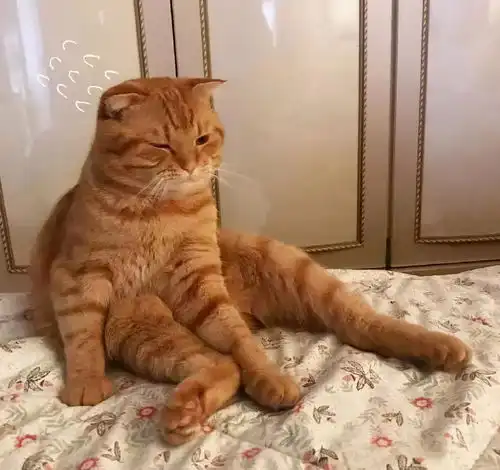 警惕猫咪出现这些异常情况,说明肚子爬满了虫
