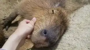 超可爱龙猫困得睁不开眼

