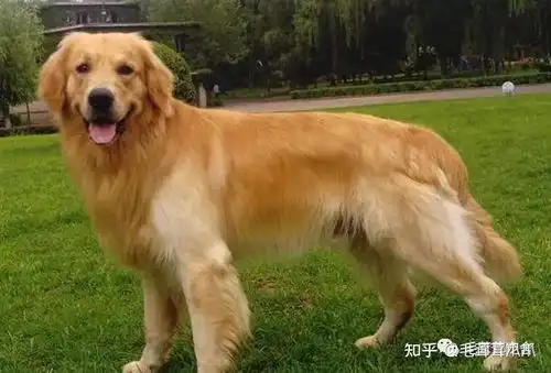 新手们适合养什么狗狗
