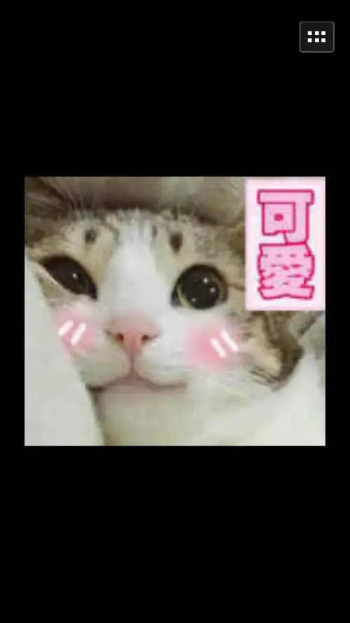 求这只猫叫什么名字网上有很多他的表情包啊
