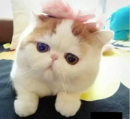 这种胖胖圆圆的猫猫是什么品种呀
