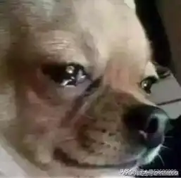狗子表情包出处天仙妹妹