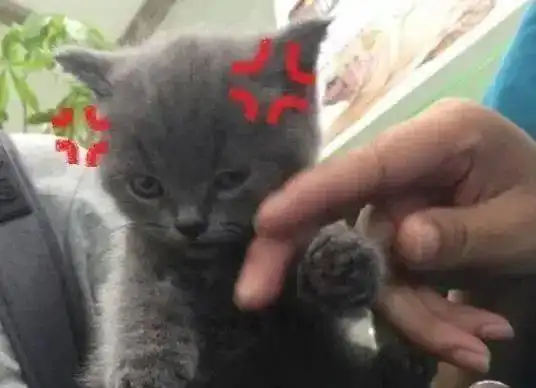 主人给蓝猫剪指甲,一看蓝猫表情立马笑喷,不去演戏真是太可惜了
