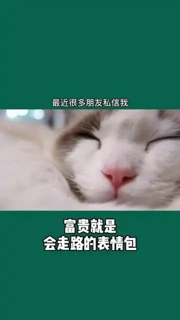 你们知道猫看单身是什么样的表情吗
