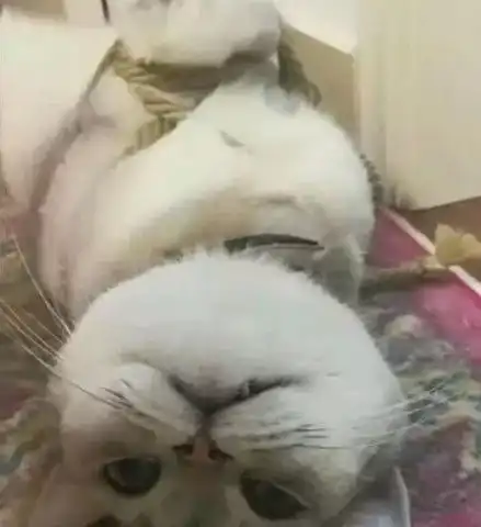 猫咪打开水阀给家里淹了,主人将其五花大绑捆住,它的反应给人看笑了
