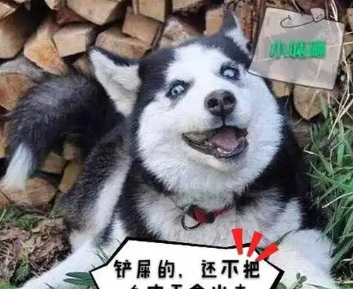 狗界中最危险的5大狗狗,定时炸弹的存在,泰迪上榜
